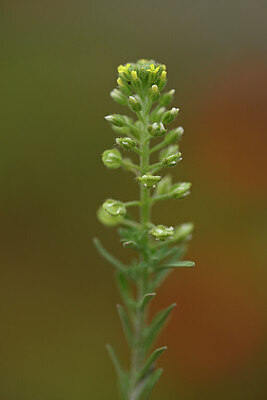 BUITEN BEELD Foto: 439556