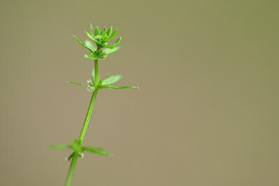 BUITEN BEELD Foto: 439558