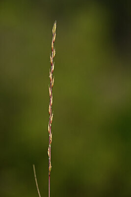 BUITEN BEELD Foto: 439559