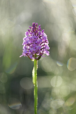 BUITEN BEELD Foto: 439560