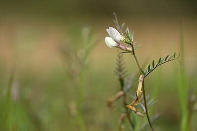 BUITEN BEELD Foto: 439563