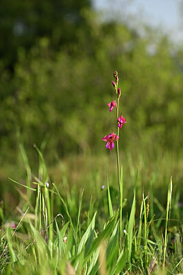 BUITEN BEELD Foto: 439565