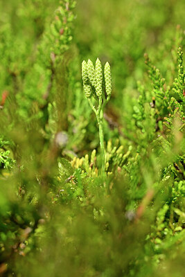 BUITEN BEELD Foto: 439567