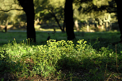 BUITEN BEELD Foto: 439570