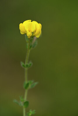 BUITEN BEELD Foto: 439576