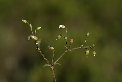 BUITEN BEELD Foto: 439577