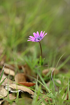 BUITEN BEELD Foto: 439580
