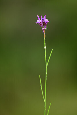 BUITEN BEELD Foto: 439582