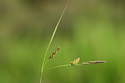 BUITEN BEELD Foto: 439584