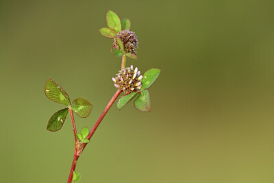 BUITEN BEELD Foto: 439586