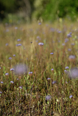 BUITEN BEELD Foto: 439589