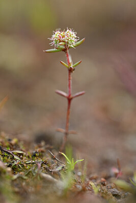 BUITEN BEELD Foto: 439590