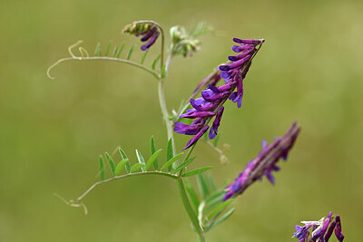 BUITEN BEELD Foto: 439592