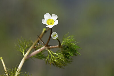 BUITEN BEELD Foto: 439599