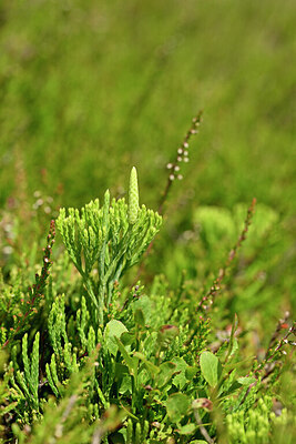BUITEN BEELD Foto: 439601