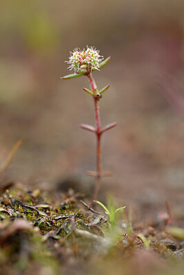 BUITEN BEELD Foto: 439621