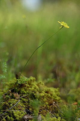 BUITEN BEELD Foto: 439632