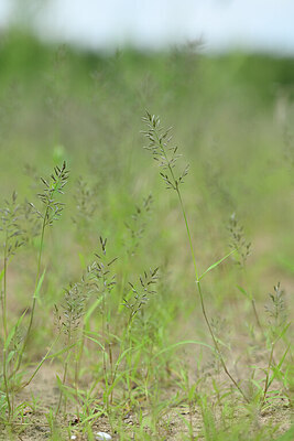 BUITEN BEELD Foto: 439635