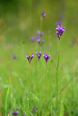 BUITEN BEELD Foto: 439636