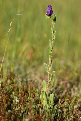 BUITEN BEELD Foto: 439647