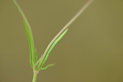 BUITEN BEELD Foto: 439651
