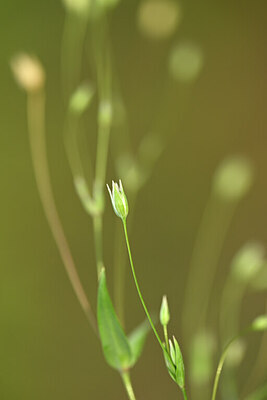 BUITEN BEELD Foto: 439652