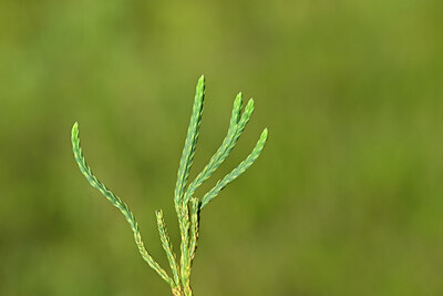BUITEN BEELD Foto: 439656