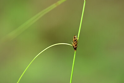 BUITEN BEELD Foto: 439667