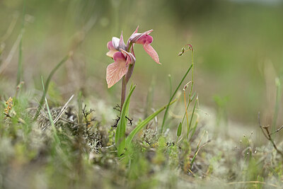 BUITEN BEELD Foto: 439668