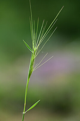 BUITEN BEELD Foto: 439670