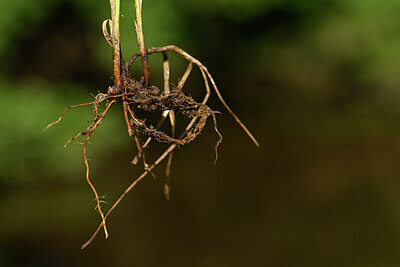 BUITEN BEELD Foto: 439673