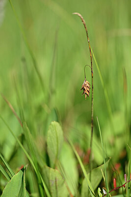 BUITEN BEELD Foto: 439674