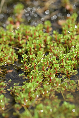 BUITEN BEELD Foto: 439682