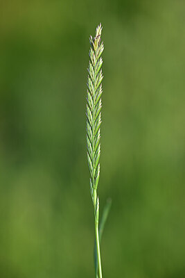 BUITEN BEELD Foto: 439686