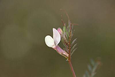 BUITEN BEELD Foto: 439692