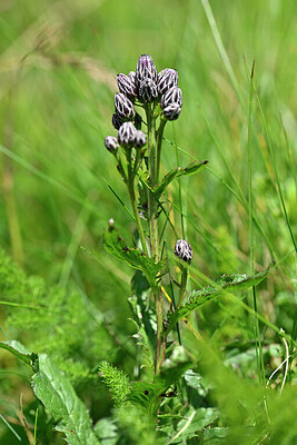 BUITEN BEELD Foto: 439702