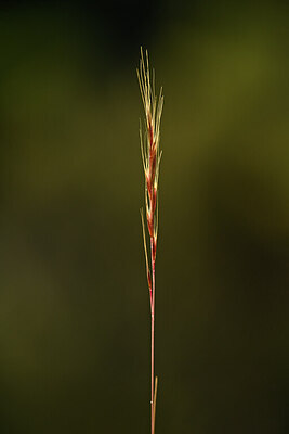 BUITEN BEELD Foto: 439706