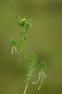 BUITEN BEELD Foto: 439708