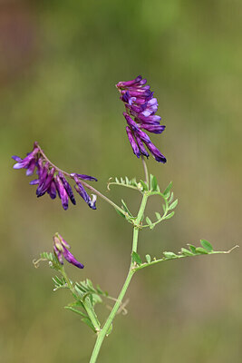 BUITEN BEELD Foto: 439715