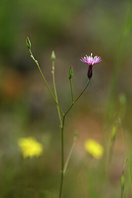 BUITEN BEELD Foto: 439718