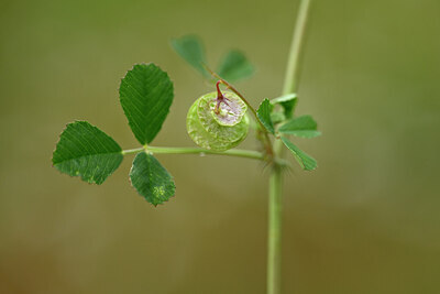 BUITEN BEELD Foto: 439722