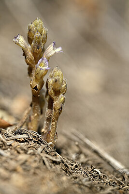 BUITEN BEELD Foto: 439724