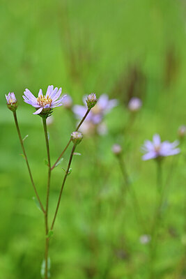 BUITEN BEELD Foto: 439729