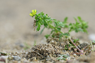 BUITEN BEELD Foto: 439730