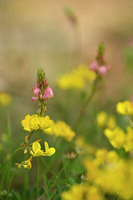 BUITEN BEELD Foto: 439733