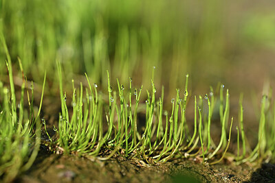 BUITEN BEELD Foto: 439734