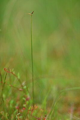 BUITEN BEELD Foto: 439735