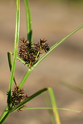 BUITEN BEELD Foto: 439737