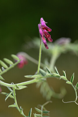 BUITEN BEELD Foto: 439739