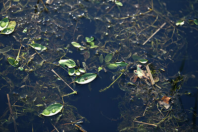 BUITEN BEELD Foto: 439742